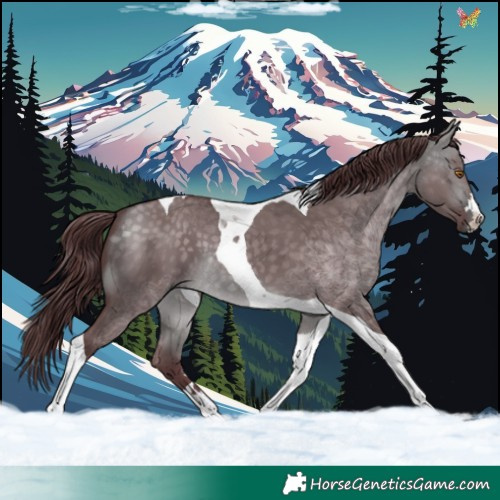 Horse Color:Platinum Chocolate Buckskin Dun Tobiano 