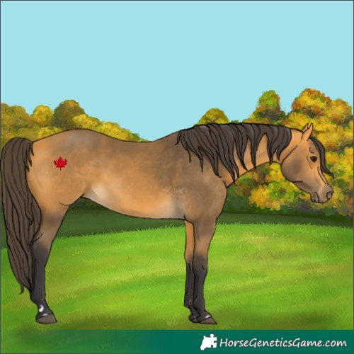 Horse Color:Buckskin