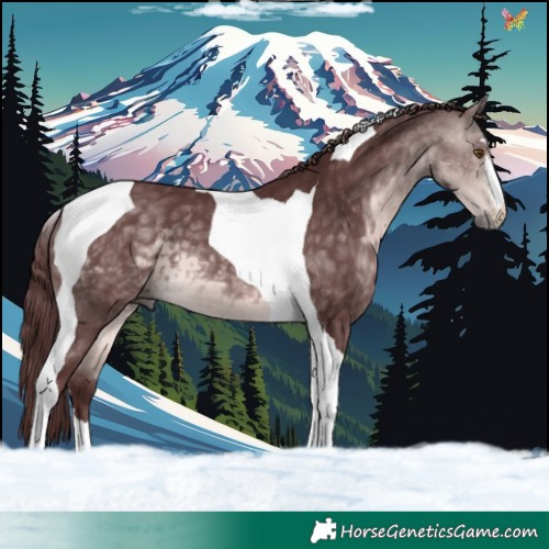 Horse Color:Platinum Chocolate Buckskin Tobiano 