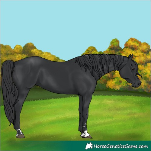 Horse Color:Black 