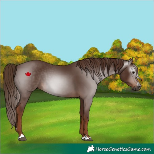 Horse Color:Gray Chestnut 