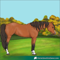 Horse Color:Bay 