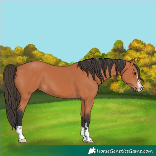 Horse Color:Bay 
