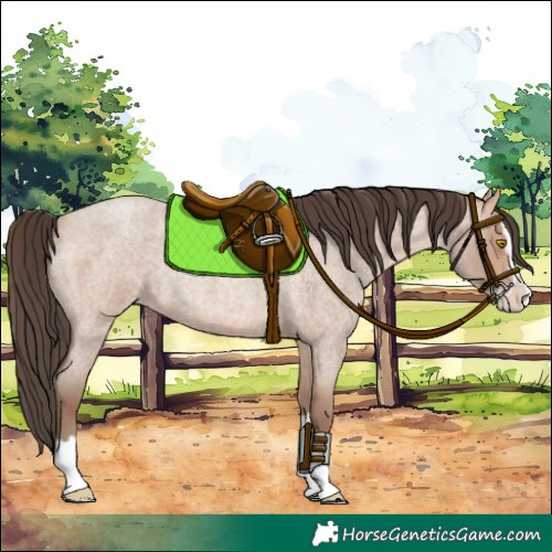 Horse Color:Amber Champagne Roan Splash 