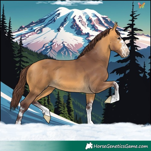 Horse Color:Chocolate Buckskin 