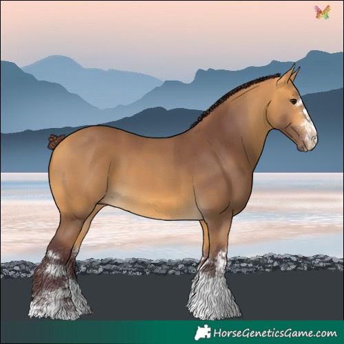 Horse Color:Chocolate Buckskin 