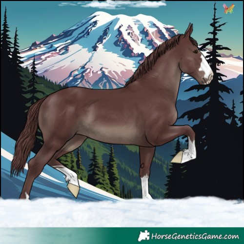 Horse Color:Chocolate Smoky Black 