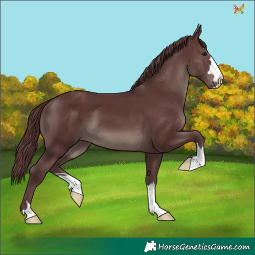 Horse Color:Chocolate Smoky Black