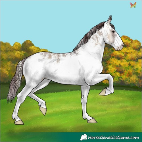 Horse Color:White Spotted Chocolate Smoky Grullo Onyx 