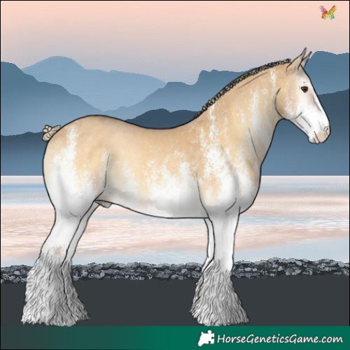 Horse Color:White Spotted Palomino Onyx 