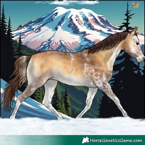 Horse Color:White Spotted Chocolate Buckskin Onyx 