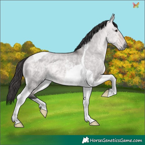 Horse Color:Platinum Buckskin Dun Tobiano 