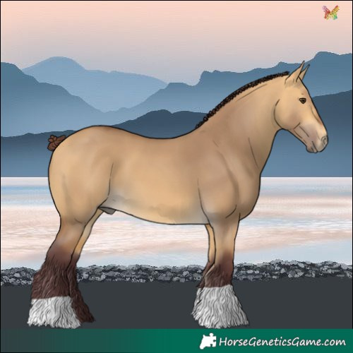 Horse Color:Chocolate Buckskin Dun 