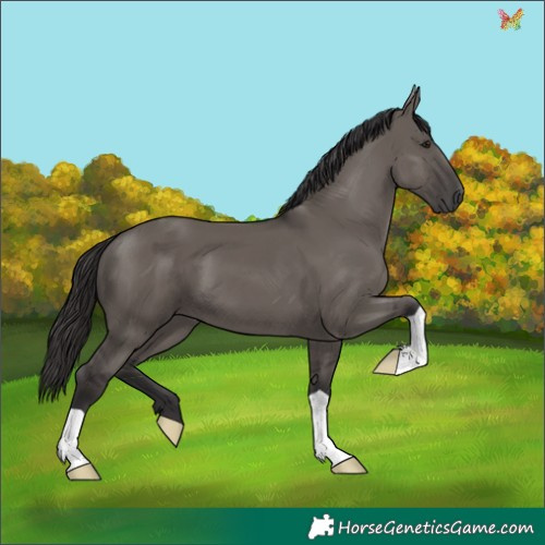 Horse Color:Smoky Grullo 