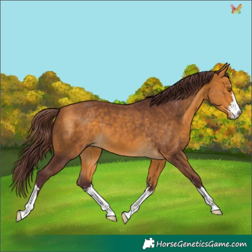 Horse Color:Chocolate Buckskin 