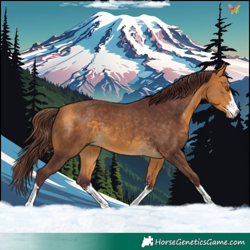 Horse Color:Chocolate Buckskin 