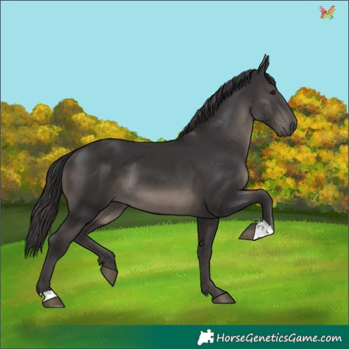 Horse Color:Smoky Black 