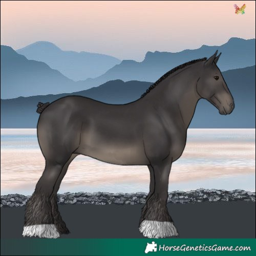 Horse Color:Smoky Black 