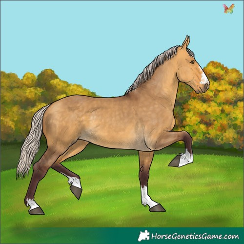 Horse Color:Chocolate Silver Buckskin Dun 