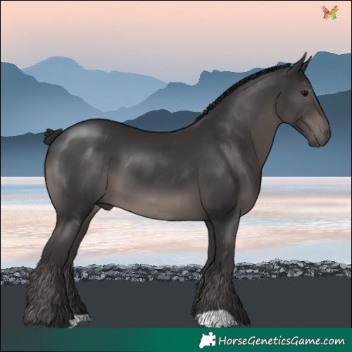 Horse Color:Smoky Black 