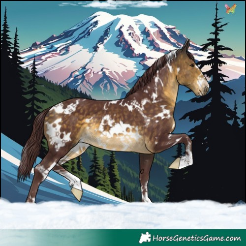 Horse Color:White Spotted Chocolate Buckskin 