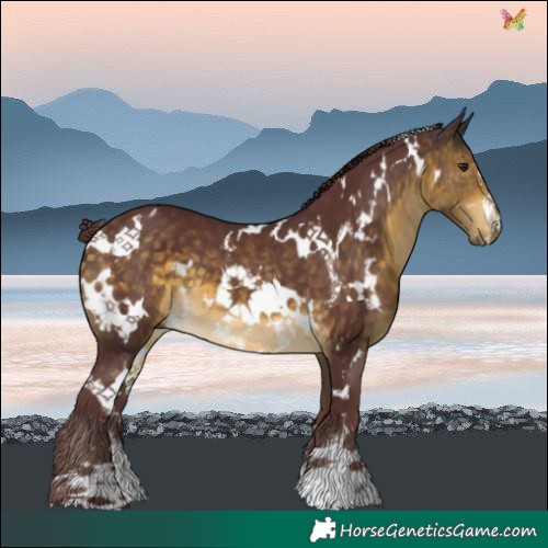 Horse Color:White Spotted Chocolate Buckskin 