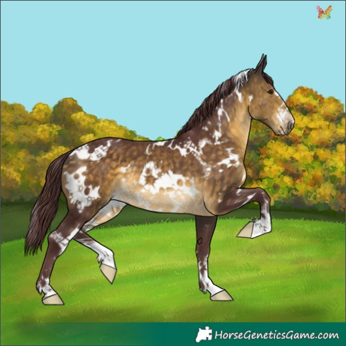 Horse Color:White Spotted Chocolate Buckskin