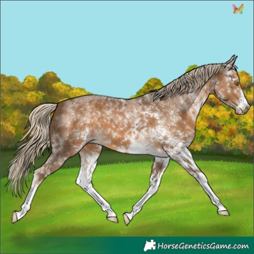 Horse Color:White Spotted Chocolate Palomino