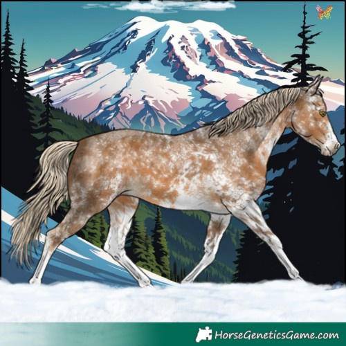 Horse Color:White Spotted Chocolate Palomino 