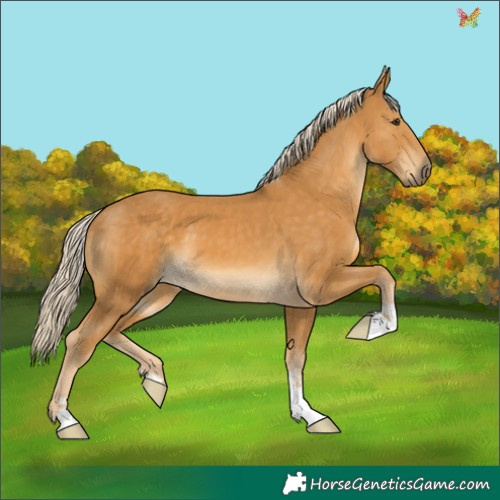 Horse Color:Palomino 