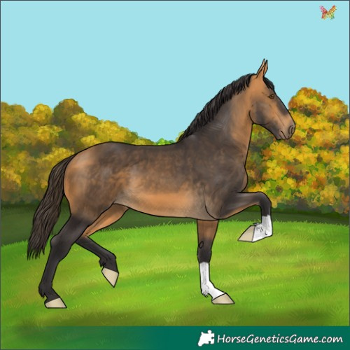 Horse Color:Buckskin 