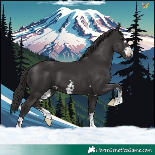 Horse Color:Smoky Black 