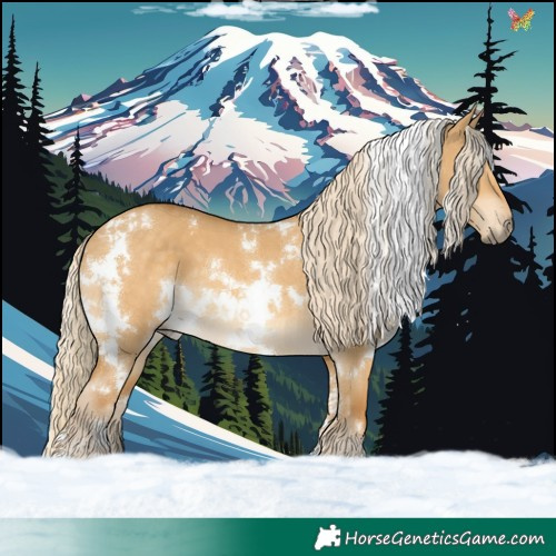 Horse Color:White Spotted Palomino Dun 