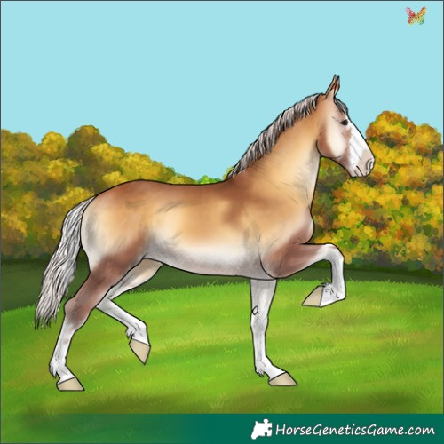 Horse Color:Chocolate Silver Buckskin Onyx