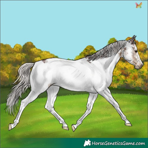 Horse Color:White Spotted Chocolate Silver Smoky Black 