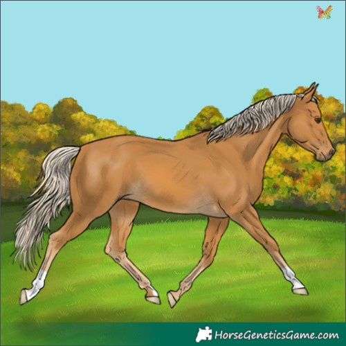 Horse Color:Palomino