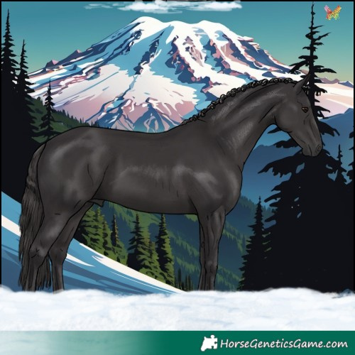Horse Color:Smoky Black 