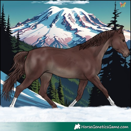 Horse Color:Chocolate Smoky Black 