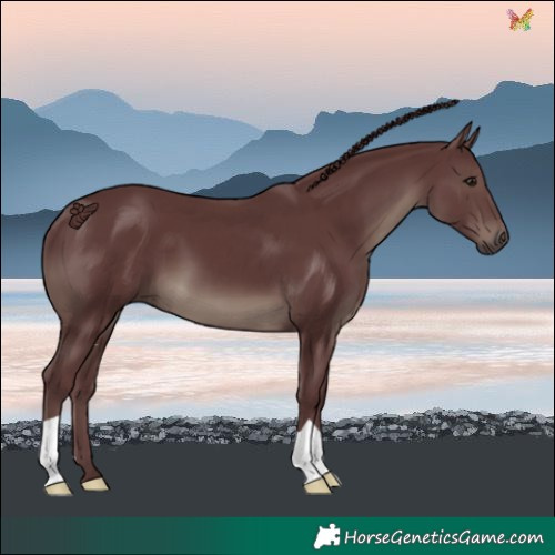Horse Color:Chocolate Smoky Black 