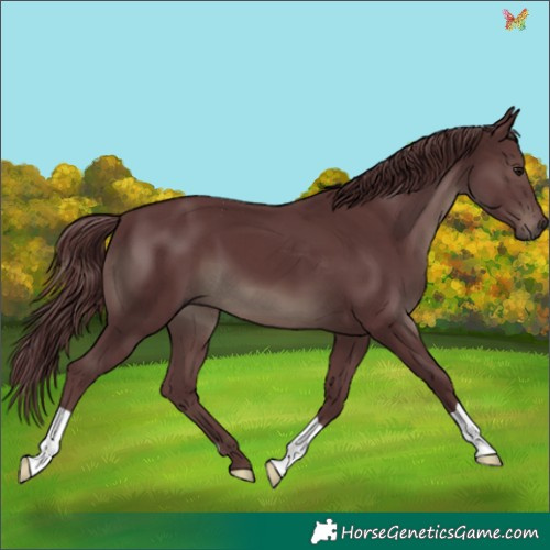 Horse Color:Chocolate Smoky Black 
