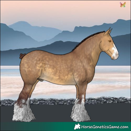 Horse Color:Chocolate Buckskin Dun 