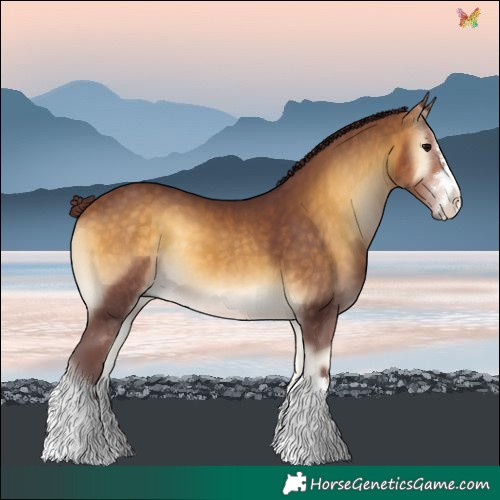 Horse Color:Chocolate Buckskin Onyx 