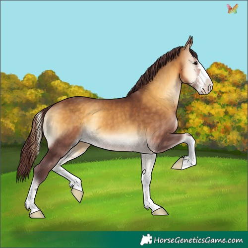 Horse Color:Chocolate Buckskin Onyx 