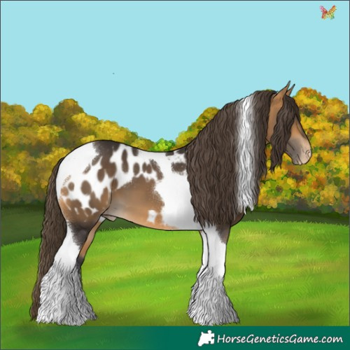 Horse Color:Buckskin Tobiano Appaloosa 