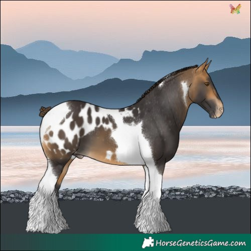 Horse Color:Buckskin Tobiano Blanket 