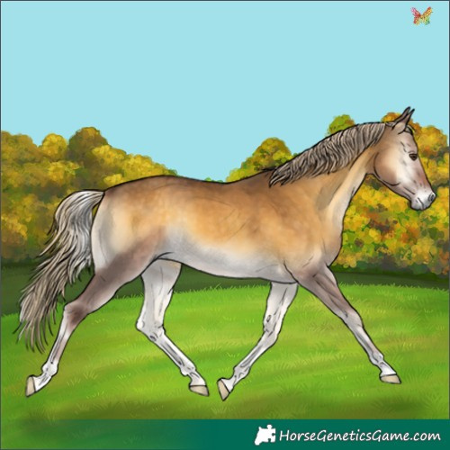 Horse Color:Chocolate Palomino Onyx