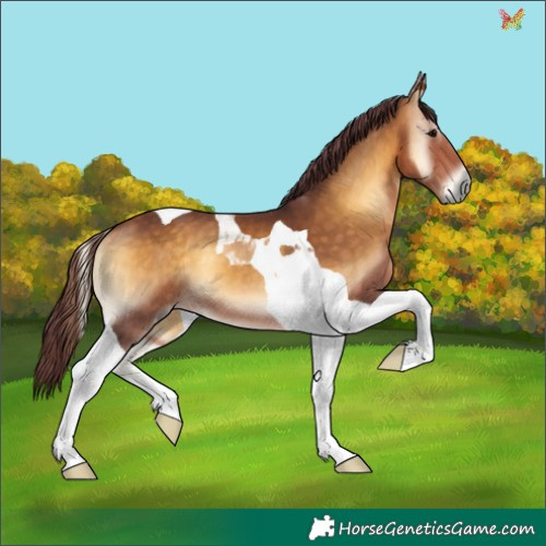 Horse Color:Chocolate Buckskin Onyx Tobiano 