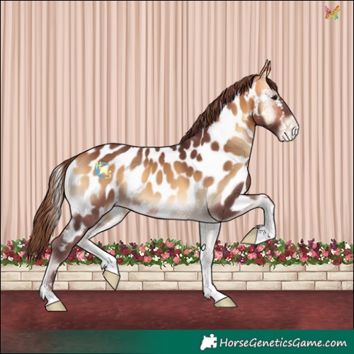 Horse Color:Chocolate Buckskin Onyx Near Leopard 