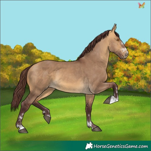 Horse Color:Chocolate Buckskin Dun 