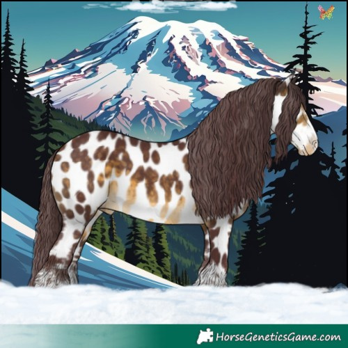 Horse Color:Chocolate Buckskin Appaloosa 